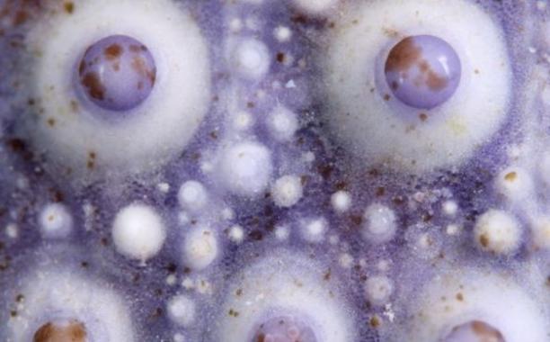 A close up of the skeleton of a sea urchin which could help capture and store carbon 